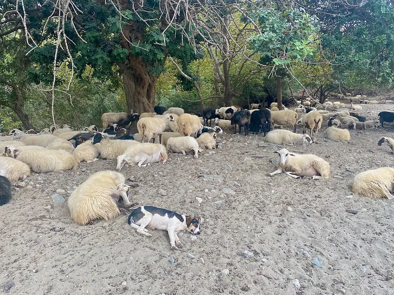 Yoga Woche auf Kreta im September 2026: Das (Berufs-) Leben bewusst gestalten!