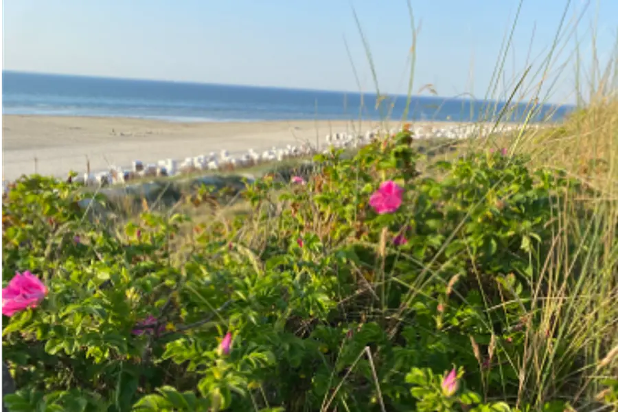 Spiekeroog Dünen am Meer Work-Life-Design 