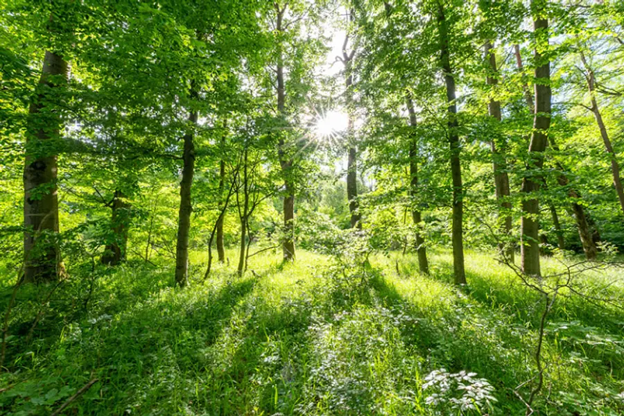 Yoga, Waldbaden & Meditation im Nationalpark