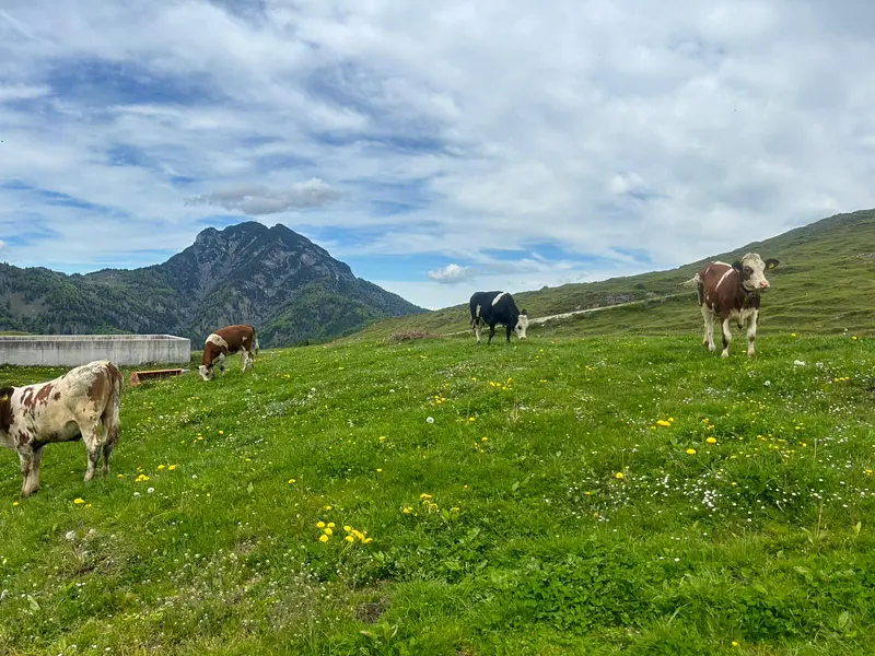 beda3858-f471-4fc4-8e56-ba13a7f360f4