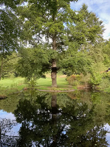Eiche Ellernhof