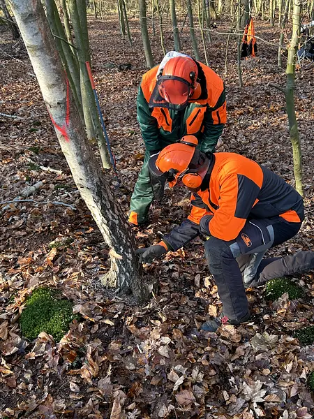 Motorsägenkurs mit Zertifikat AS Baum 1 / Module A+B