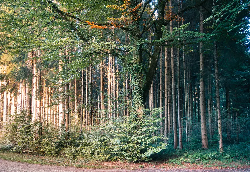 pascal-debrunner-ZpnPGm6W5zc-unsplash