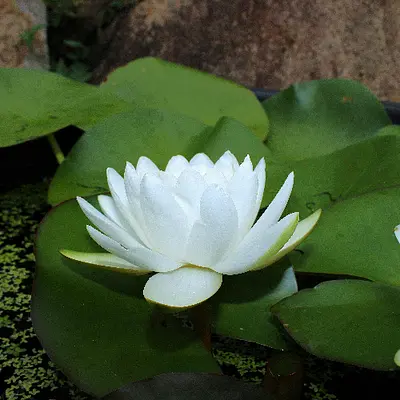 Stressabbau im Berufsalltag- Präventive Gesundheitsförderung durch Entspannung und Selbstfürsorge mit Qigong