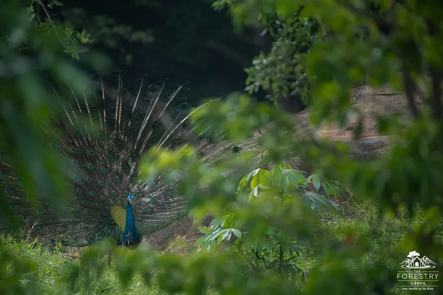 Pfau DSC_0967 (1)