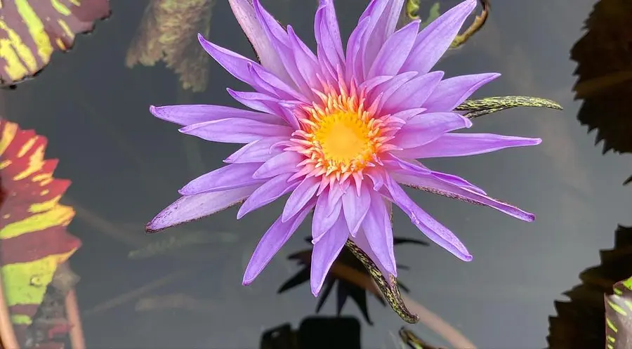 Edu Seasons Sprachreise Thailand Bangkok Wasserpflanze