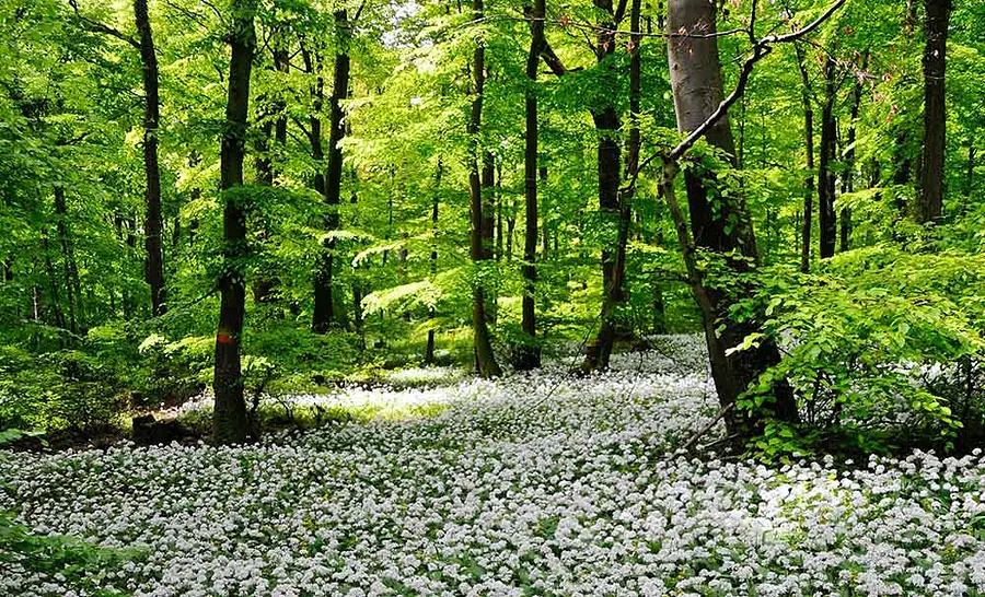 Sole-Heilbad_im_GruenenBluetenmeer_im_Wald_01