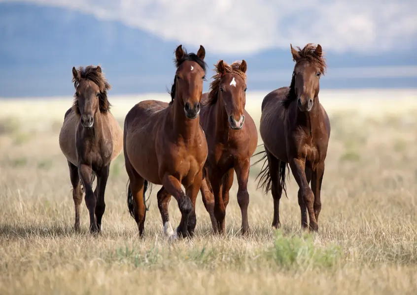 Ausbildung zum/ zur Pferdesporttrainer*in mit Let's Flow