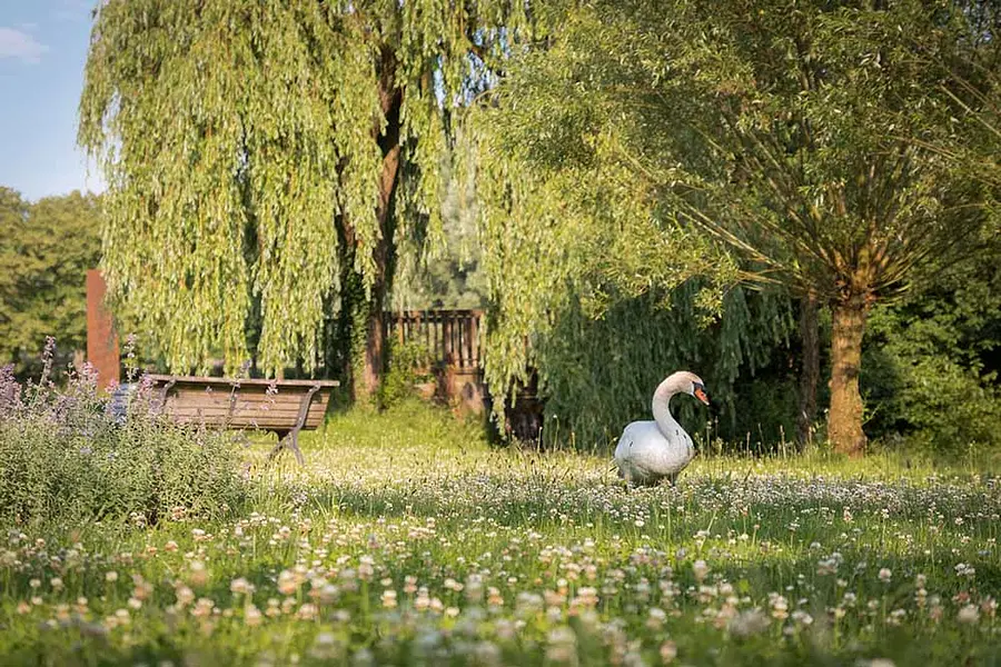 Erlebnis-Kurpark_Gans_auf_Gruenflaeche