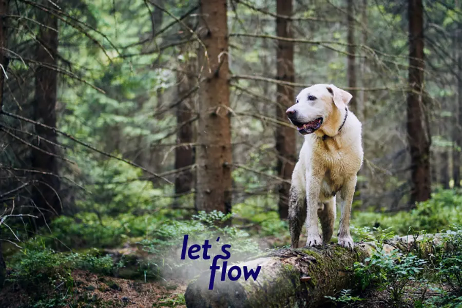 Wandern und Kommunikationsfähigkeit stärken in Bad Berleburg #WANBBBSIB