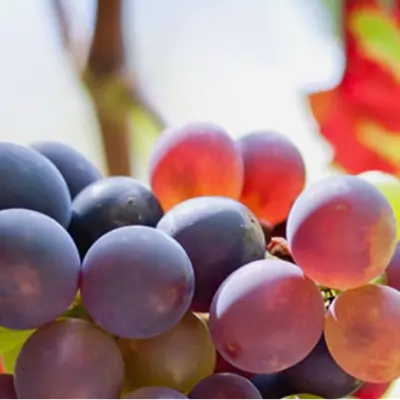 Pfalz Romantik - Work-Life-Design in der mediterranen Pfalz Anfang Oktober