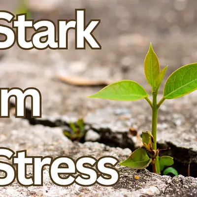 Stark im Stress – Resilienz und Entspannung für den Berufsalltag