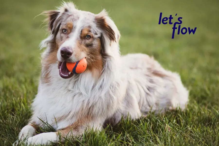 Ausbildung zum/zur Hundetrainer*in  in Hanau #HUNHANHUT