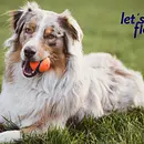 Ausbildung zum/zur Hundetrainer*in  in Hanau