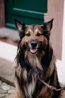 Sam  - Feel - Good-Manager auf vier Pfoten 