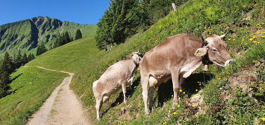 Kühe am Wegerand