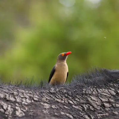 Achtsames Singen –  Eine effektive Unterstützung zur Stressreduktion