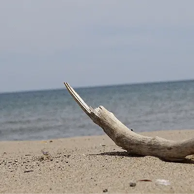 Traumasensibilität im Lernen und Lehren mit dem Körper Basiswissen für Trainer/-innen und Coach