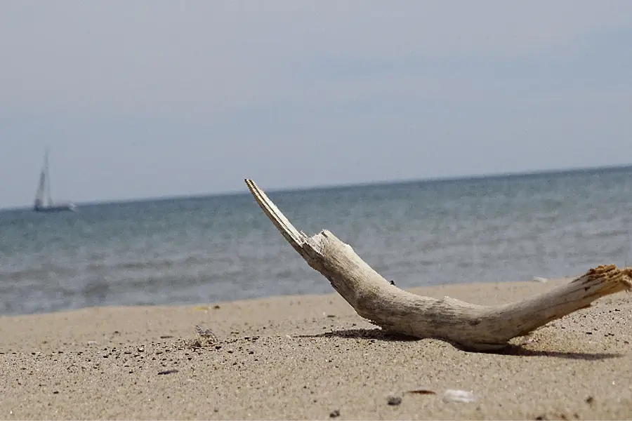 Traumasensibilität im Lernen und Lehren mit dem Körper Basiswissen für Trainer/-innen und Coach