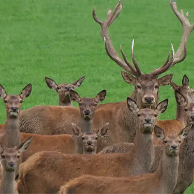 Vorbereitungskurs zur Jägerprüfung