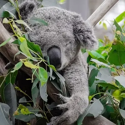 Resilient im Beruf - mentale Stärke fördern mit sanftem Yoga, Atemschulung und Meditation