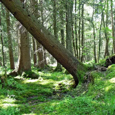 Faszien-Rotation nach Eibich® und Klangentspannung – Auszeit im Kloster