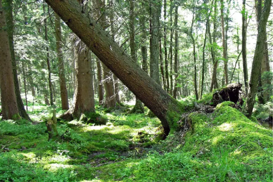 Faszien-Rotation nach Eibich® und Klangentspannung – Auszeit im Kloster