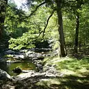 Resilienz und Stressreduktion im Grünen – Yoga & Waldbaden für Beruf und Alltag