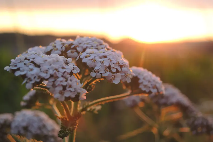 Das Grüne Band - Nationales Naturmonument und Erinnerungslandschaft