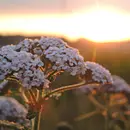 Das Grüne Band - Nationales Naturmonument und Erinnerungslandschaft