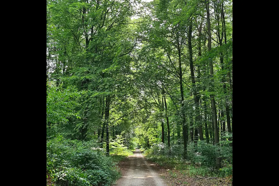 Yoga, Waldbaden & Meditation