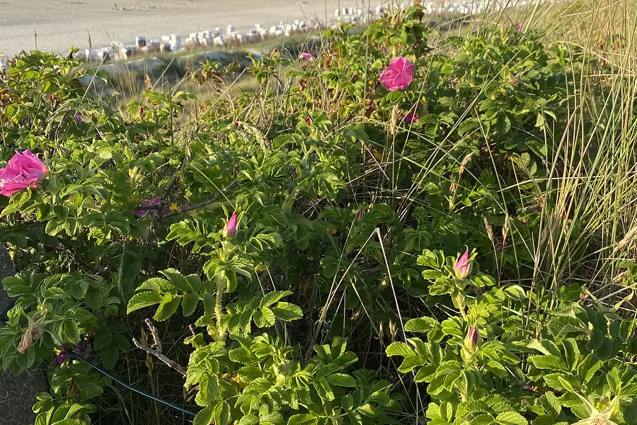 Spiekeroog Dünen am Meer - Frühling, Sommer und Winter -  Work-Life-Design