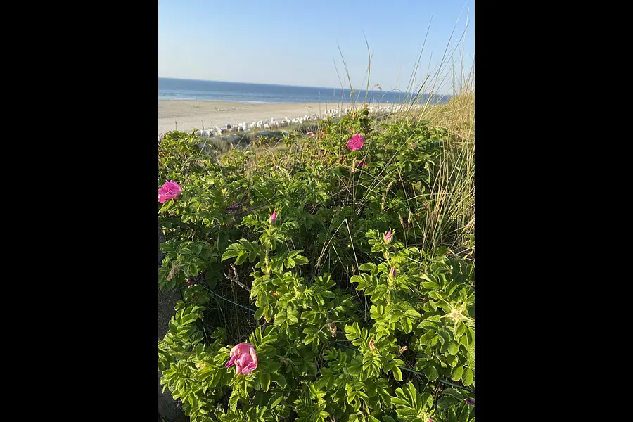 Spiekeroog Dünen am Meer - Frühling, Sommer und Winter -  Work-Life-Design