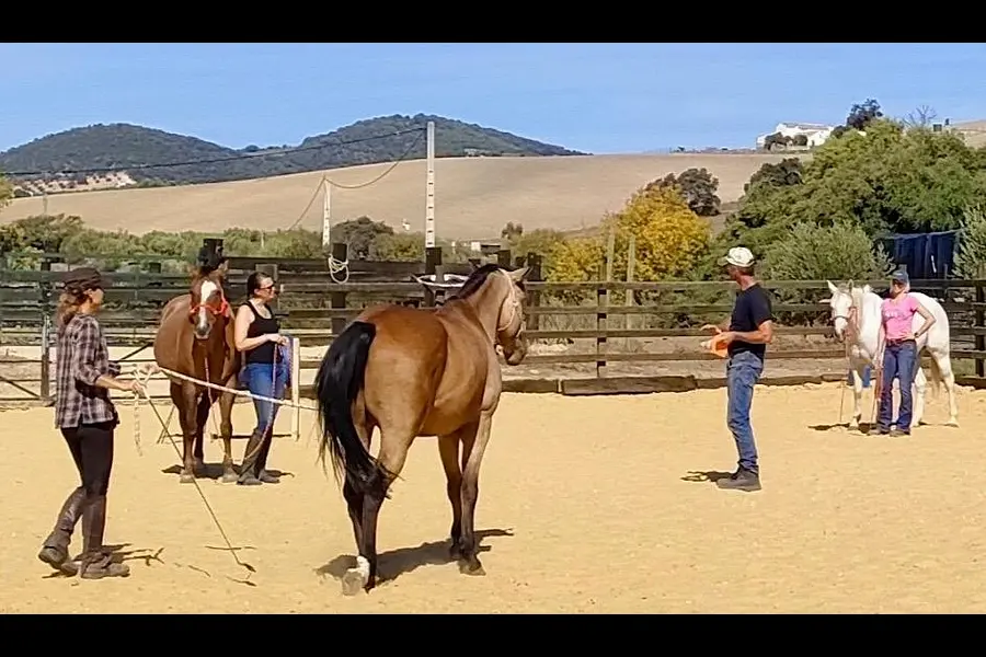 Spanisch & pferdegestütztes Coaching (Bildungsurlaub) 2026