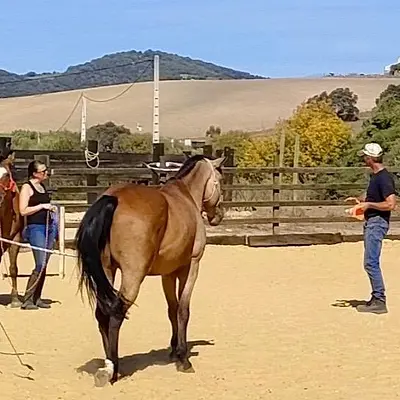 Spanisch & pferdegestütztes Coaching (Bildungsurlaub)