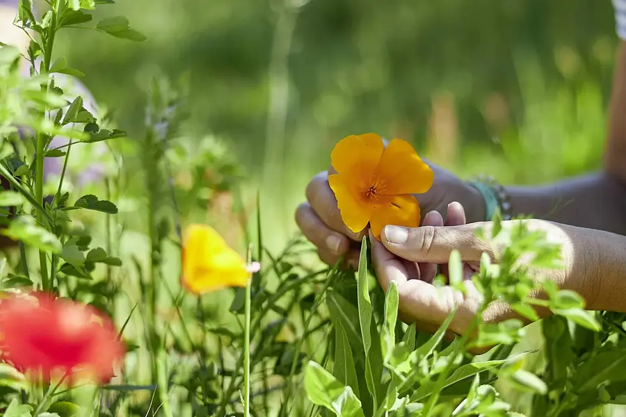 Systemisches Coaching in der Natur