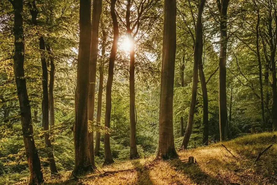 Medizinisch therapeutische*r Wald- und Naturgesundheitstrainer*in