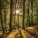 Medizinisch therapeutische*r Wald- und Naturgesundheitstrainer*in