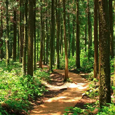 Mit Wald und Stille achtsamer und entspannter den (Berufs-)Alltag gestalten Mit Wald und Stille achtsamer und entspannter den (Berufs-)Alltag gestalten