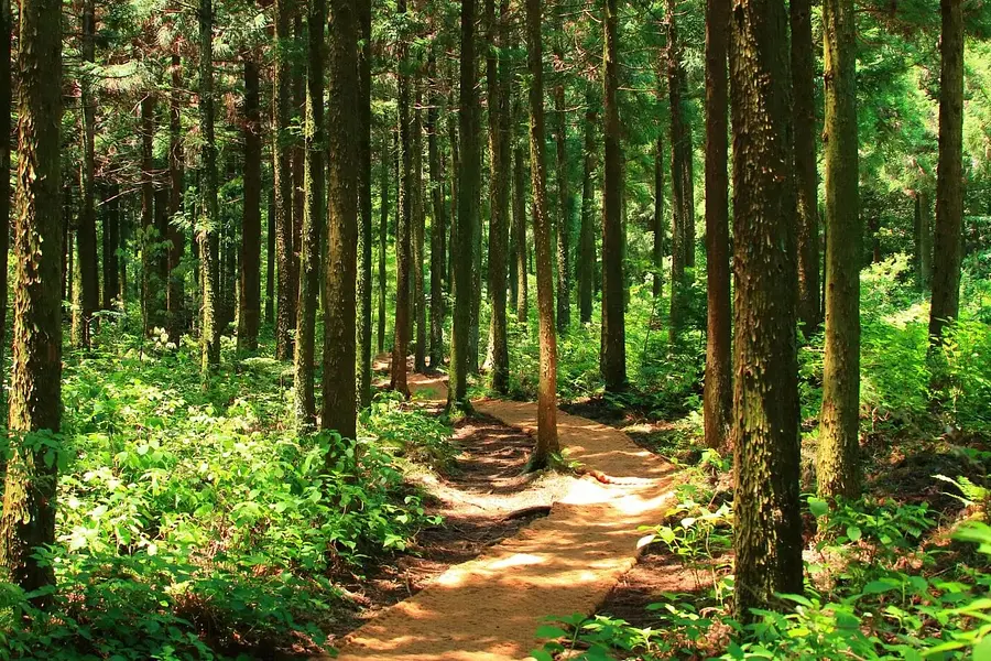 Mit Wald und Stille achtsamer und entspannter den (Berufs-)Alltag gestalten