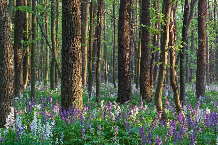 Stärkung der eigenen Ressourcen und des Selbstmanagements durch Mentaltraining in der Natur