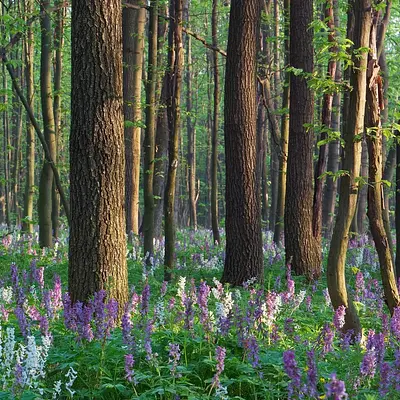 Stärkung der eigenen Ressourcen und des Selbstmanagements durch Mentaltraining in der Natur