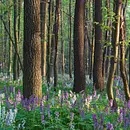 Stärkung der eigenen Ressourcen und des Selbstmanagements durch Mentaltraining in der Natur