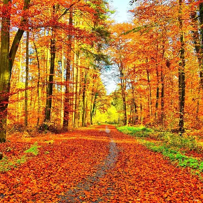 Stressprävention und Achtsamkeit im Böhmerwald und Bayerischen Wald Stressprävention und Achtsamkeit im Böhmerwald und Bayerischen Wald