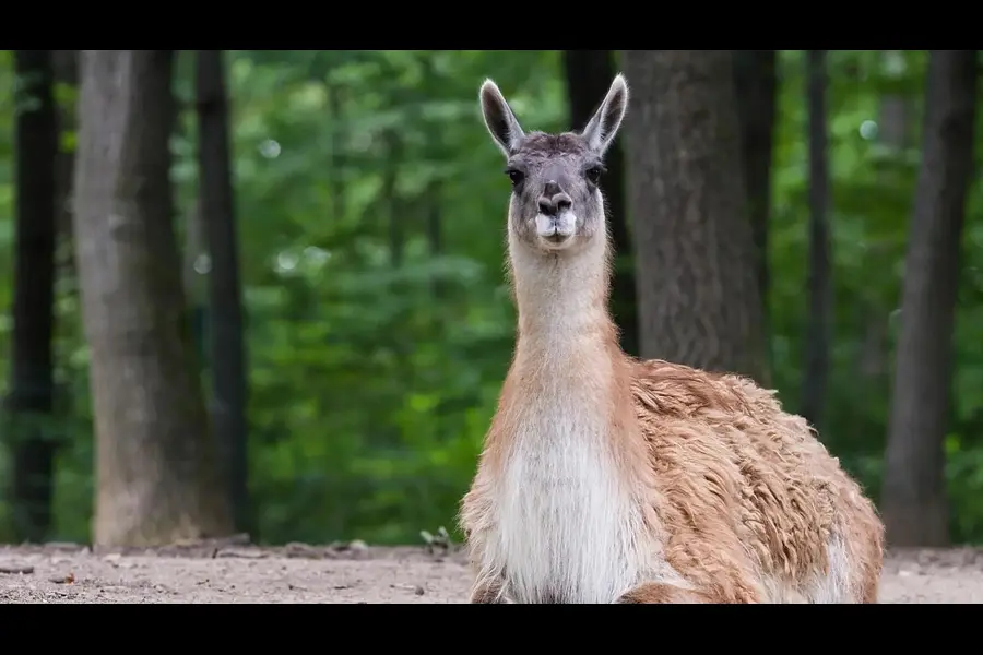 Stressprävention und mehr Stärke für Körper und Psyche im herausfordernden (Berufs-)Alltag durch Achtsamkeit in der Natur und Tiergestützte Intervention (Lama) Stressprävention und mehr Stärke für Körper und Psyche im herausfordernden (Berufs-)Alltag durch Achtsamkeit in der Natur und Tiergestützte Intervention (Lama)