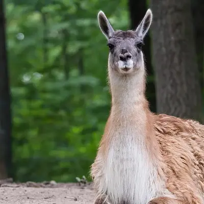 Stressprävention und mehr Stärke für Körper und Psyche im herausfordernden (Berufs-)Alltag durch Achtsamkeit in der Natur und Tiergestützte Intervention (Lama)