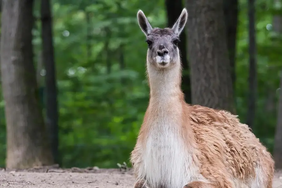 Stressprävention und mehr Stärke für Körper und Psyche im herausfordernden (Berufs-)Alltag durch Achtsamkeit in der Natur und Tiergestützte Intervention (Lama)