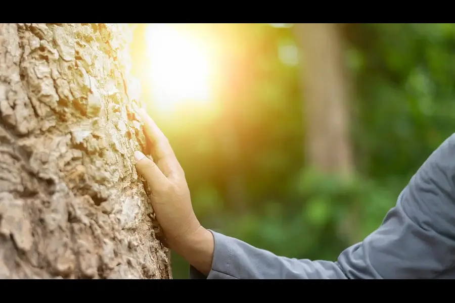 Waldbaden & Wahrnehmung in der Trauer - Die Trauer umarmen, zulassen und loslassen Waldbaden & Wahrnehmung in der Trauer - Die Trauer umarmen, zulassen und loslassen