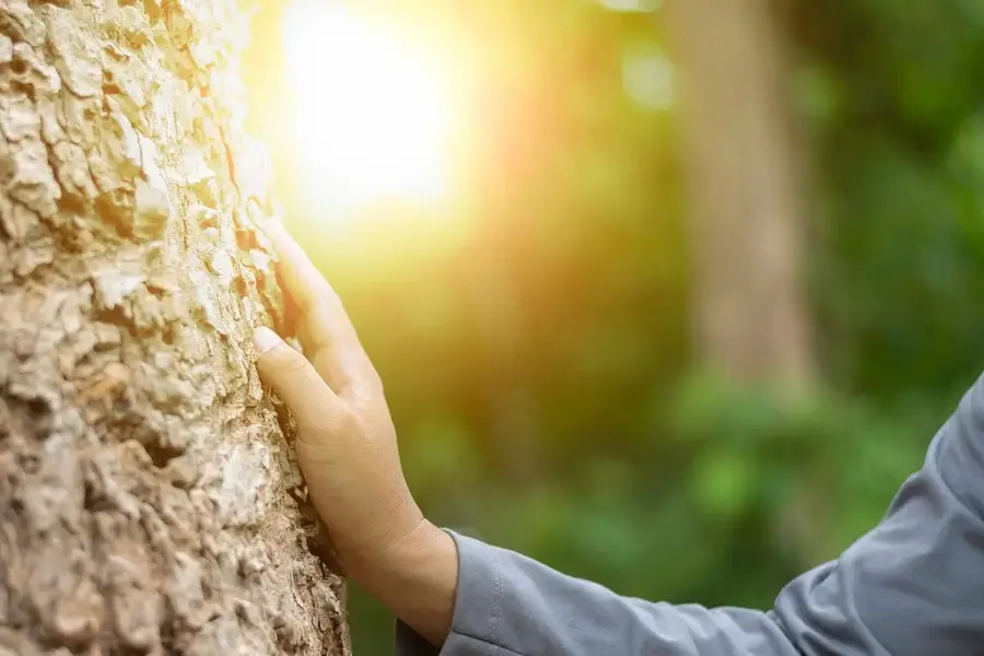 Waldbaden & Wahrnehmung in der Trauer - Die Trauer umarmen, zulassen und loslassen