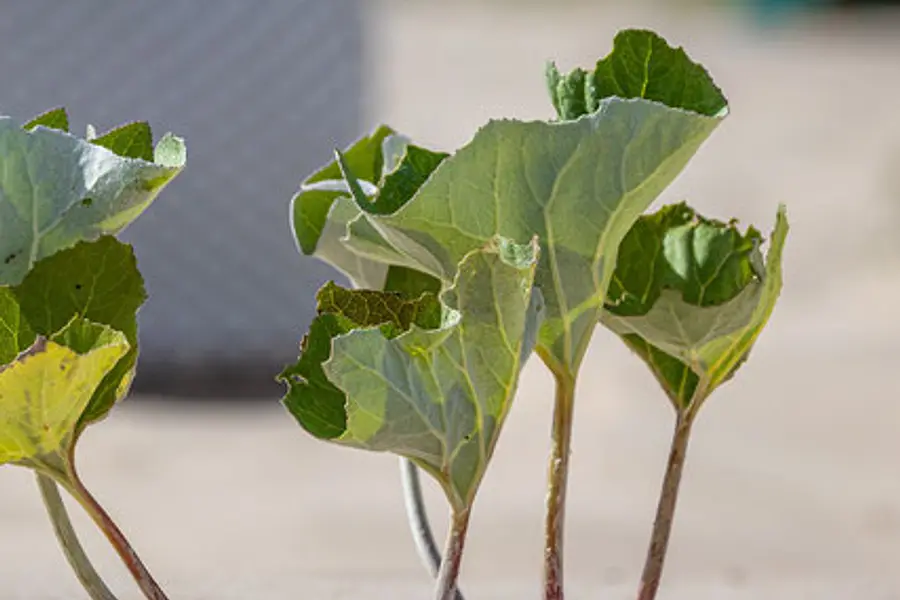 R E S I L I E N Z -  die erfolgreiche Strategie der "Stehauf - Menschen" 